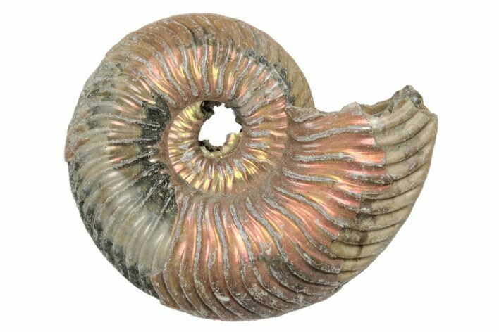 Iridescent, Pyritized Ammonite Fossils - 3/4" to 1" - Photo 1